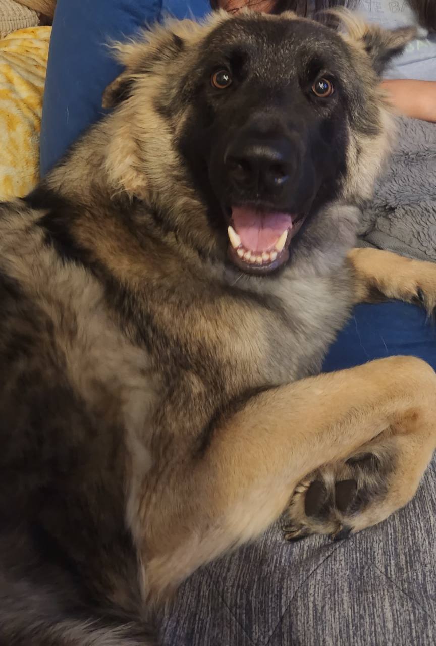 Ashe, a large sable shepherd, relaxing on the couch