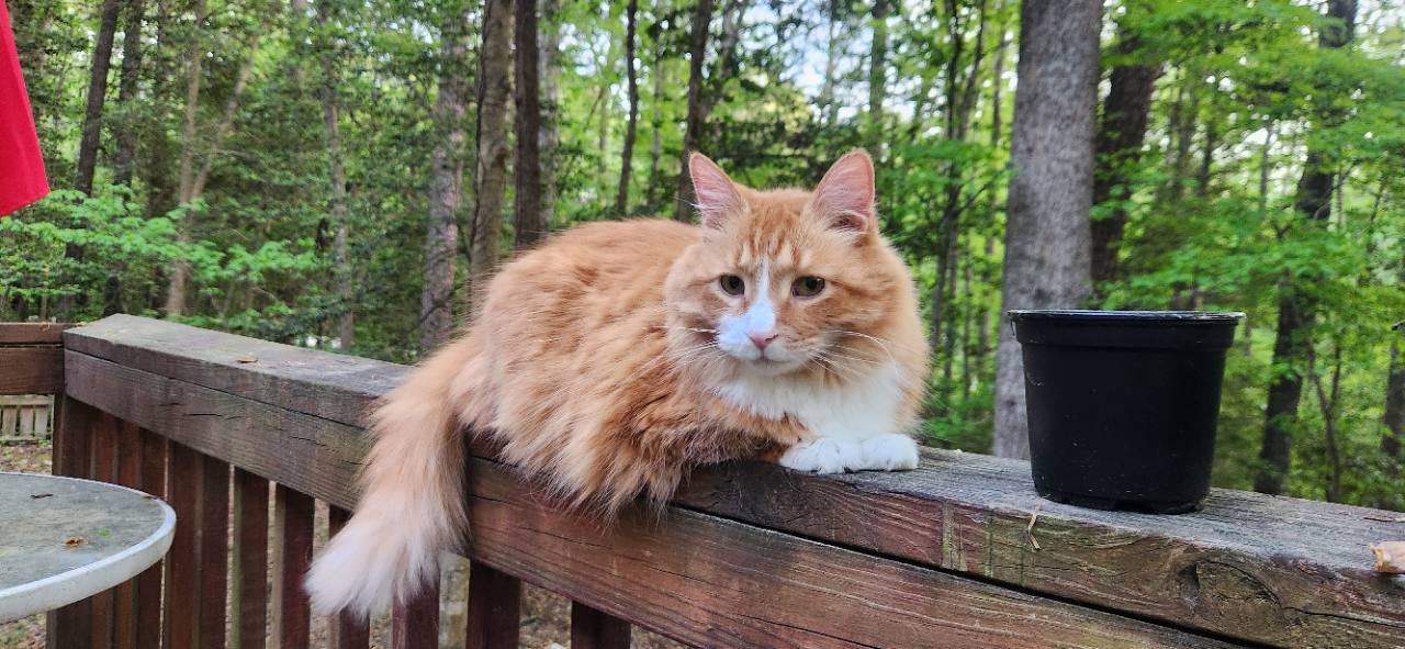 Chief, a fluffy orange-and-white cat, on the porch railing