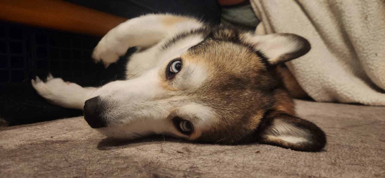 Raleigh, a small brown-and-white dog, resting her head